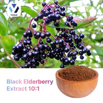 Black Elderberry Extract 10:1